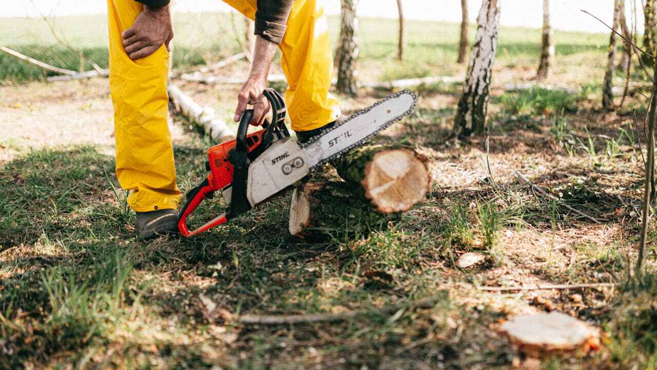 Best Tree Trimming Near Me  in Keyser, WV